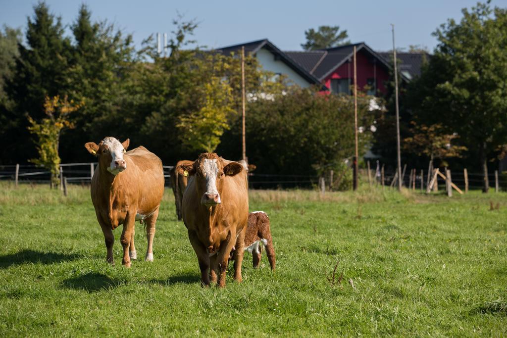 Landgasthof Gut Marienbildchen レートゲン エクステリア 写真